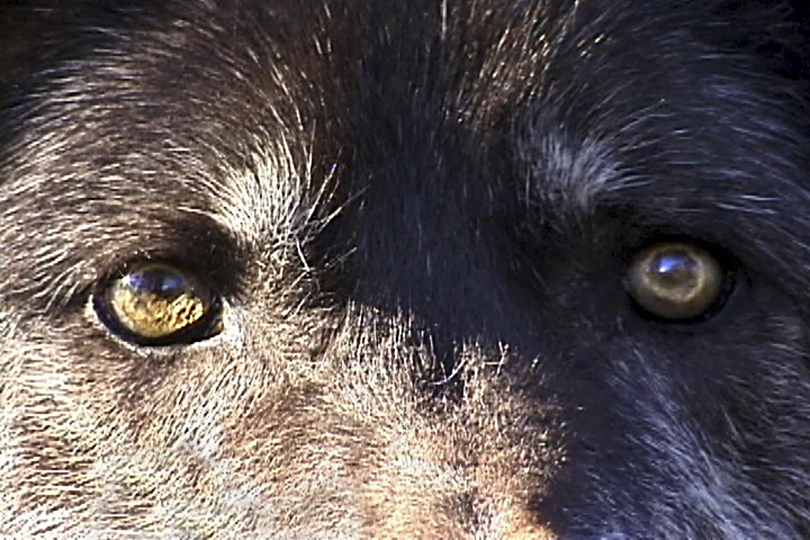 Seven wolves. Волк 2012. Настоящий волк. Вольф фото настоящие. Человек волк настоящий.